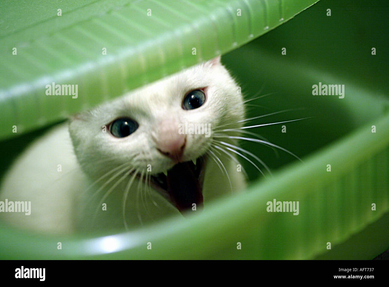 Gruselige Teufel Katze in einer Box er s nur gähnende wirklich weiche leichte Soft-Fokus Stockfoto