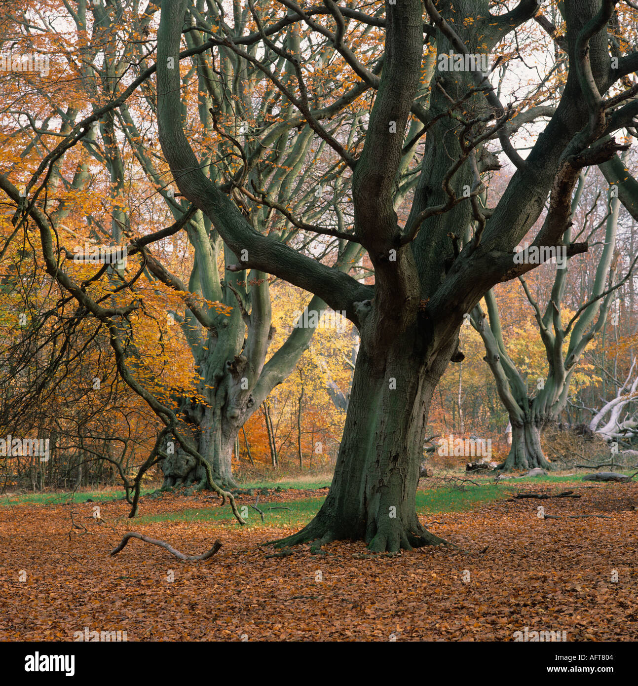 Alte Buche Bäume Hertfordshire Morgen Stockfoto