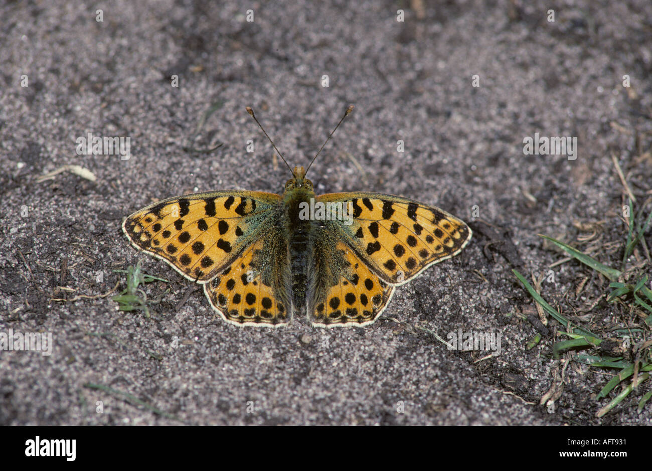 Schmetterling-Königin von Spanien Fritillary Issoria lathonia Stockfoto