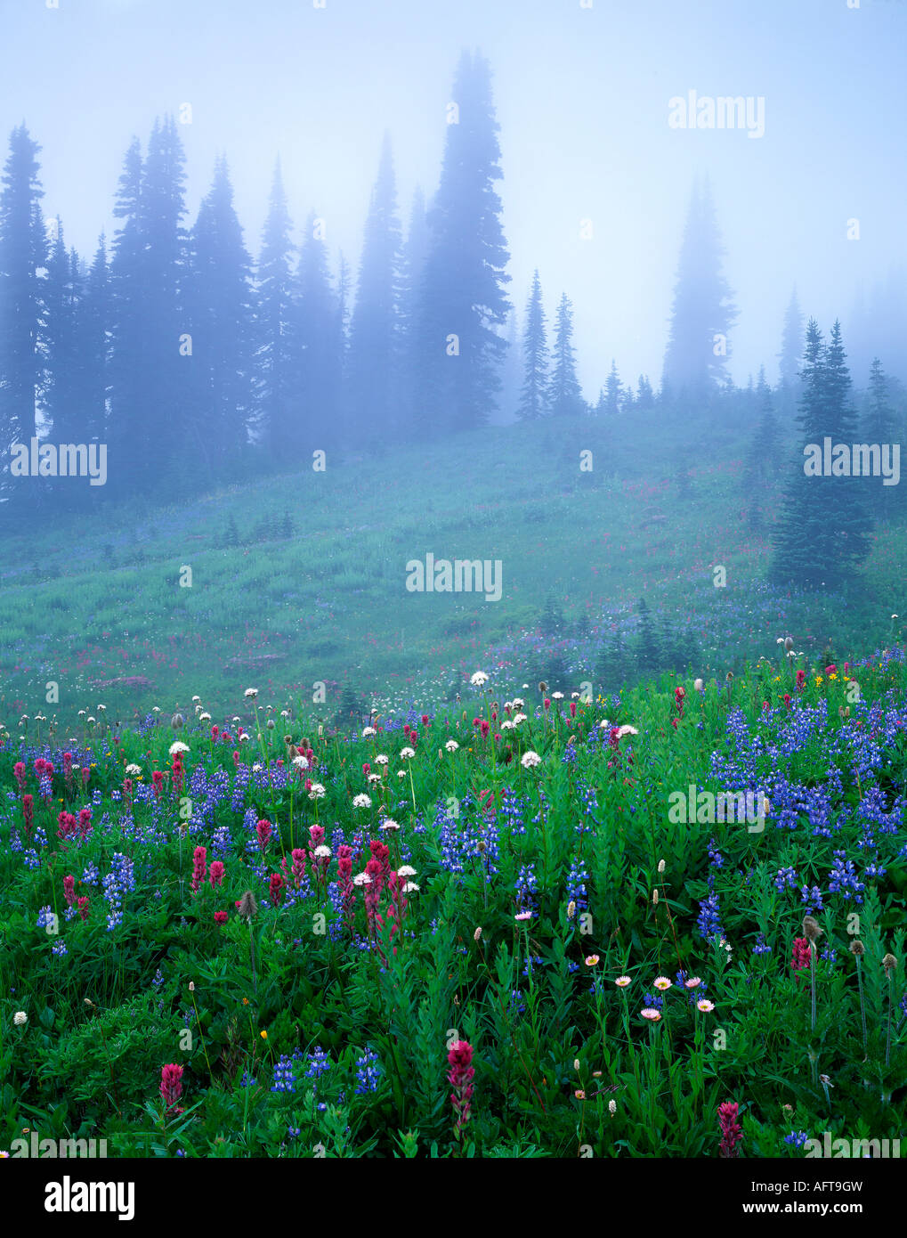 Alpine Meadow Mt Rainer National Park Washington USA, von Gary A Nelson/Dembinsky Photo Assoc Stockfoto
