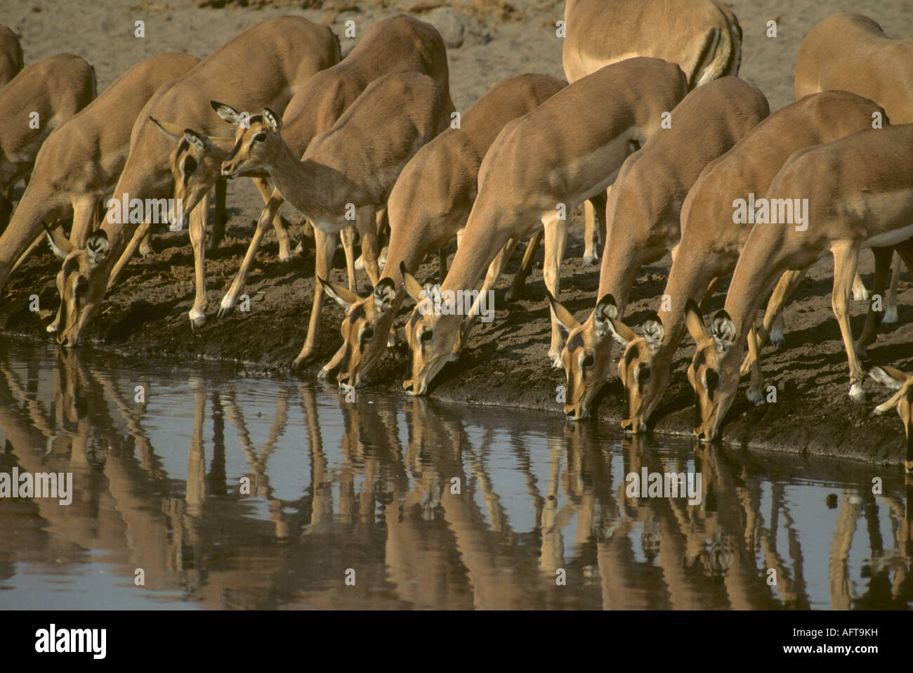 Black-faced Impala (Aepyceros Melampus Petersi) am Wasserloch, Etosha Nationalpark, Namibia Stockfoto