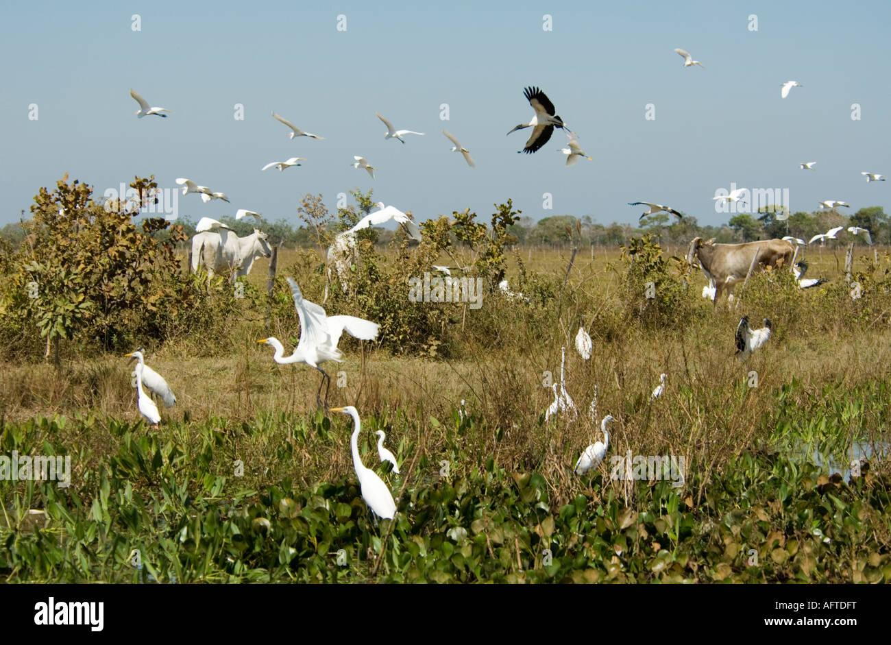 Reiher Woodstork und Vieh-Pantanal-Brasilien Stockfoto
