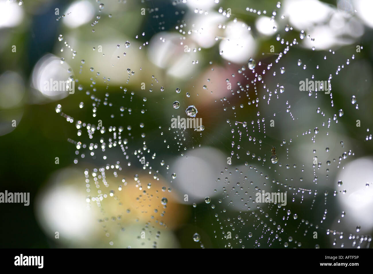 Spinnen-Netz mit Wassertropfen Stockfoto