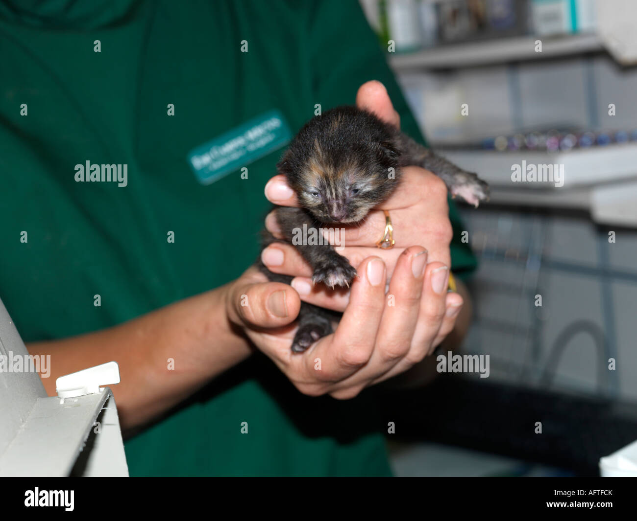 Winzige 5 Tage alte Schildpatt Kätzchen von einem Tierarzt untersucht Stockfoto