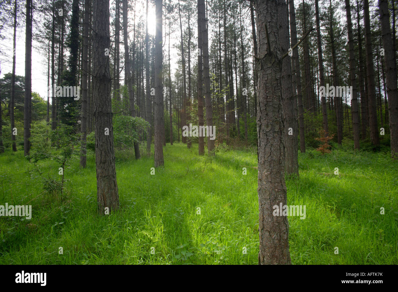 Licht durch Nadelbaum Trunks, Thetford Forest Park, Norfolk/Suffolk, UK Stockfoto