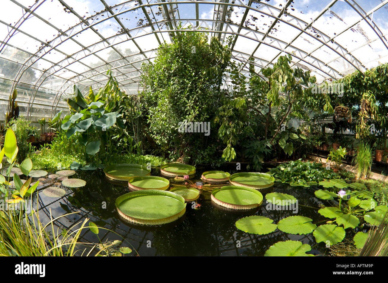 Seerosen in einem heißen Haus in Oxford University Botanic Gardens Stockfoto