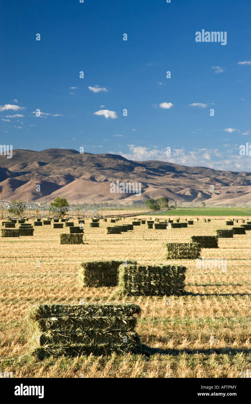 Geernteten Rasen Heuballen, Nevada Stockfoto