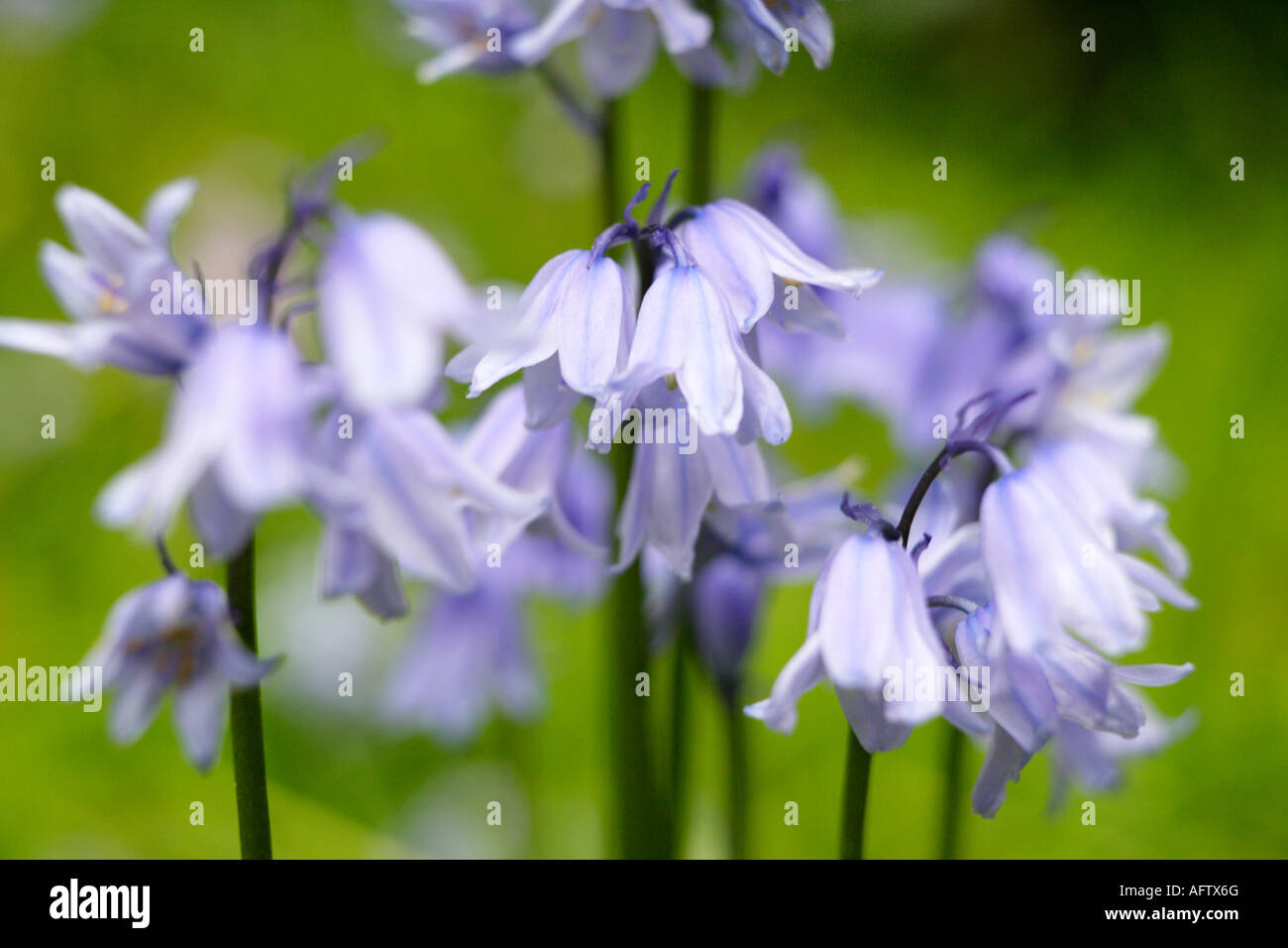 Großaufnahme, Bluebell Blumen, Fairhaven Woodland und Wassergarten, Norfolk, Großbritannien Stockfoto