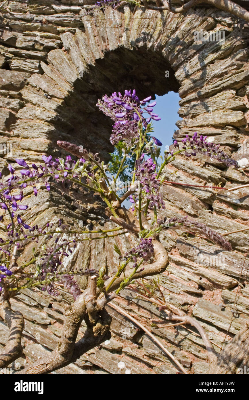 bambus orchidee pflege Dendrobium