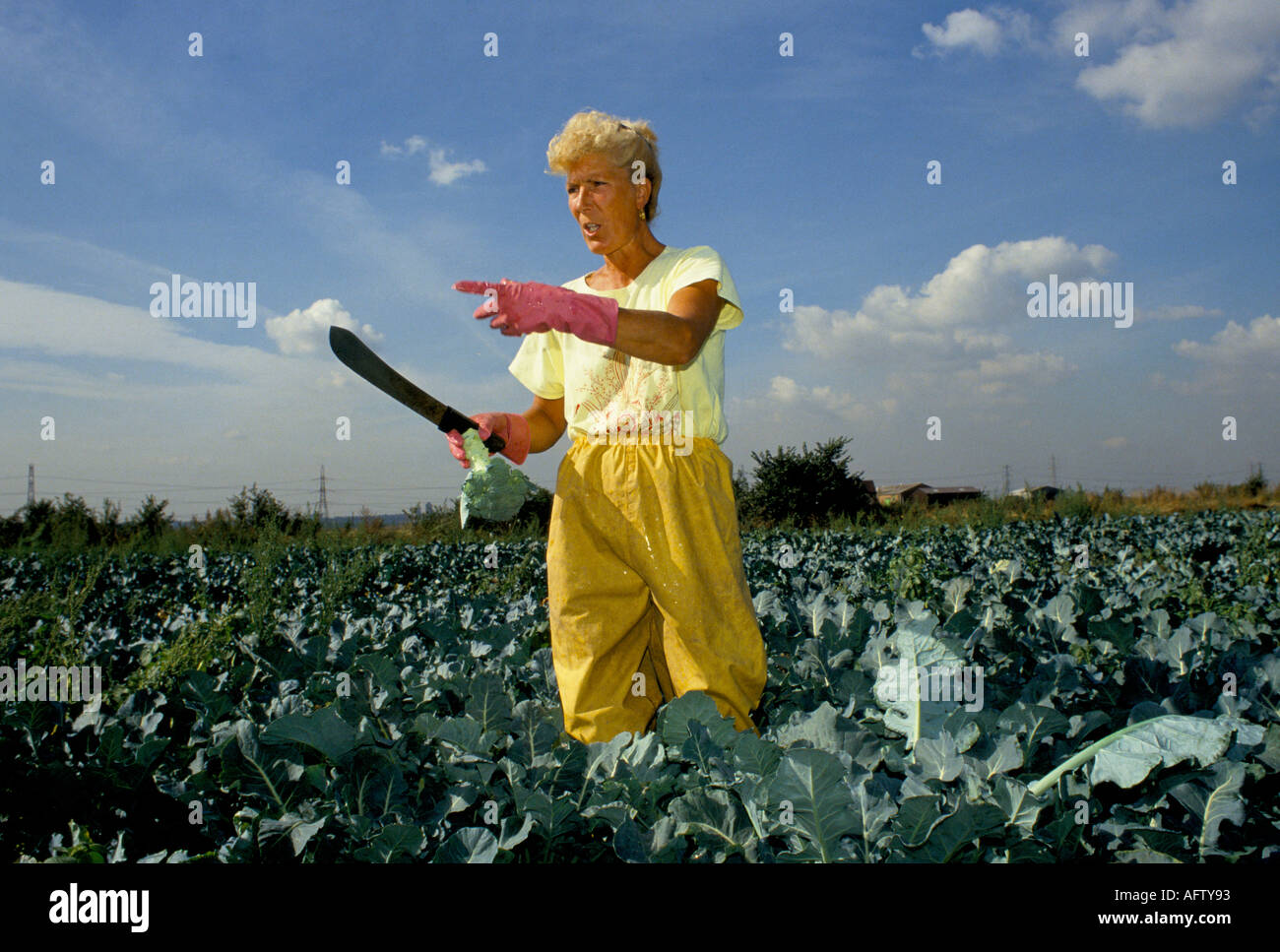 Rainham Marsh, Essex. Teilzeitarbeit auf dem Bauernhof, Frau, die Gemüse schneidet. Watson Fisher Farm, Wellington, Essex England 1990s UK 1991 Stockfoto