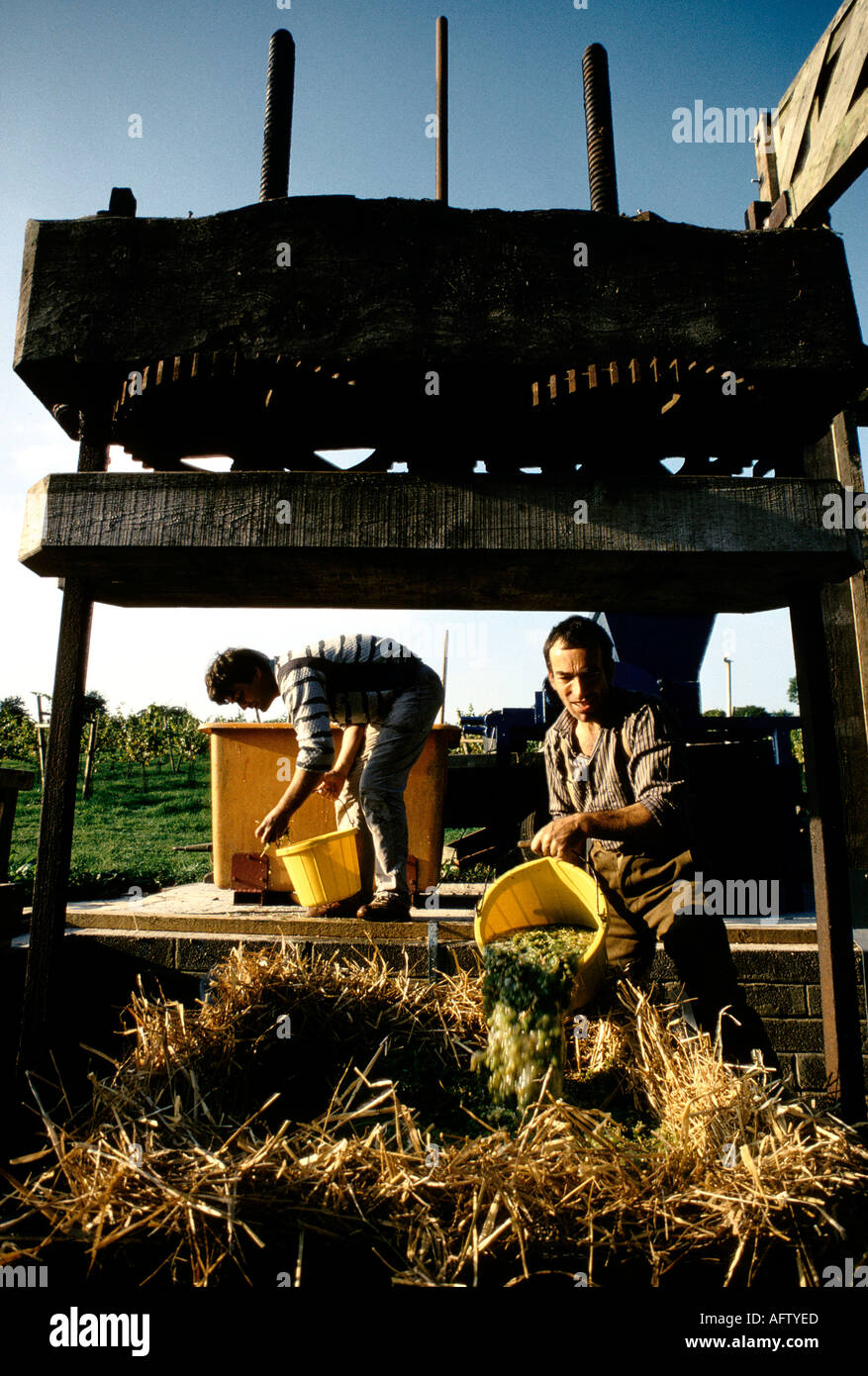 Weinberge in Somerset England. Herstellung von englischem Wein. Traditionelles Käsestrohverfahren Herstellung von biologischem Wein mit alter Apfelpresse. 1980s 1989 UK Stockfoto