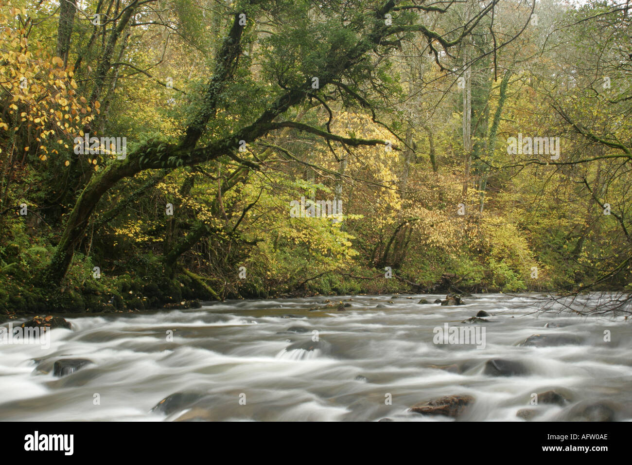 ENGLAND Cumbria Lake District National Park das schnell fließende Wasser des Cald Beck durch Dentonside Wood Stockfoto