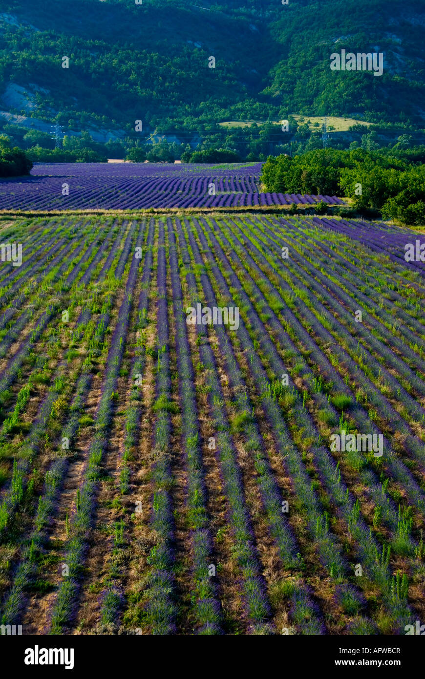 Lavendel Feld, Provence, Südfrankreich Stockfoto