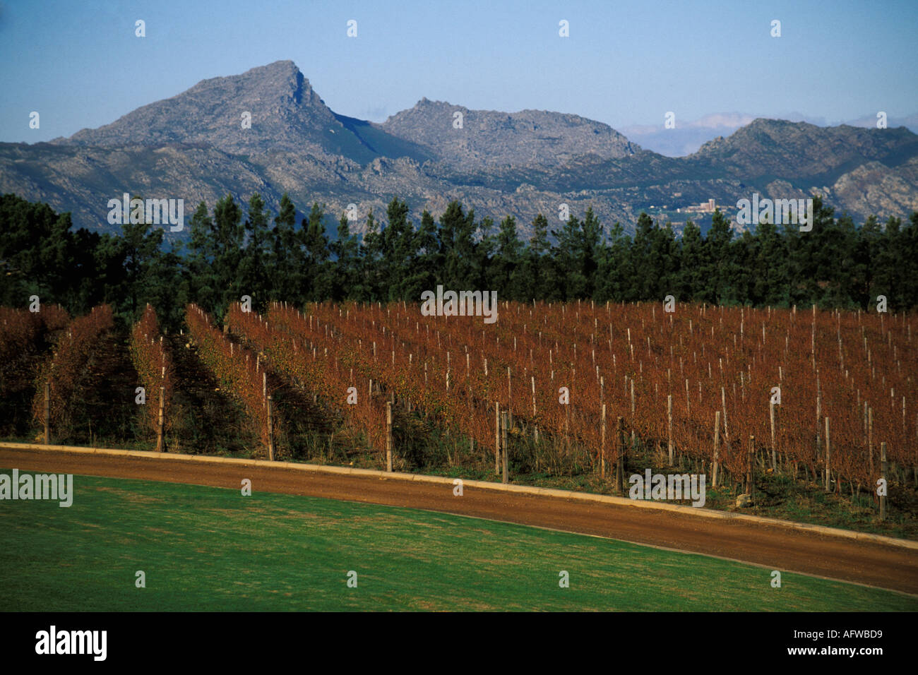 Südafrika, Helderberg, Weinberge und Berge, Vergelegen Wine Estate Stockfoto