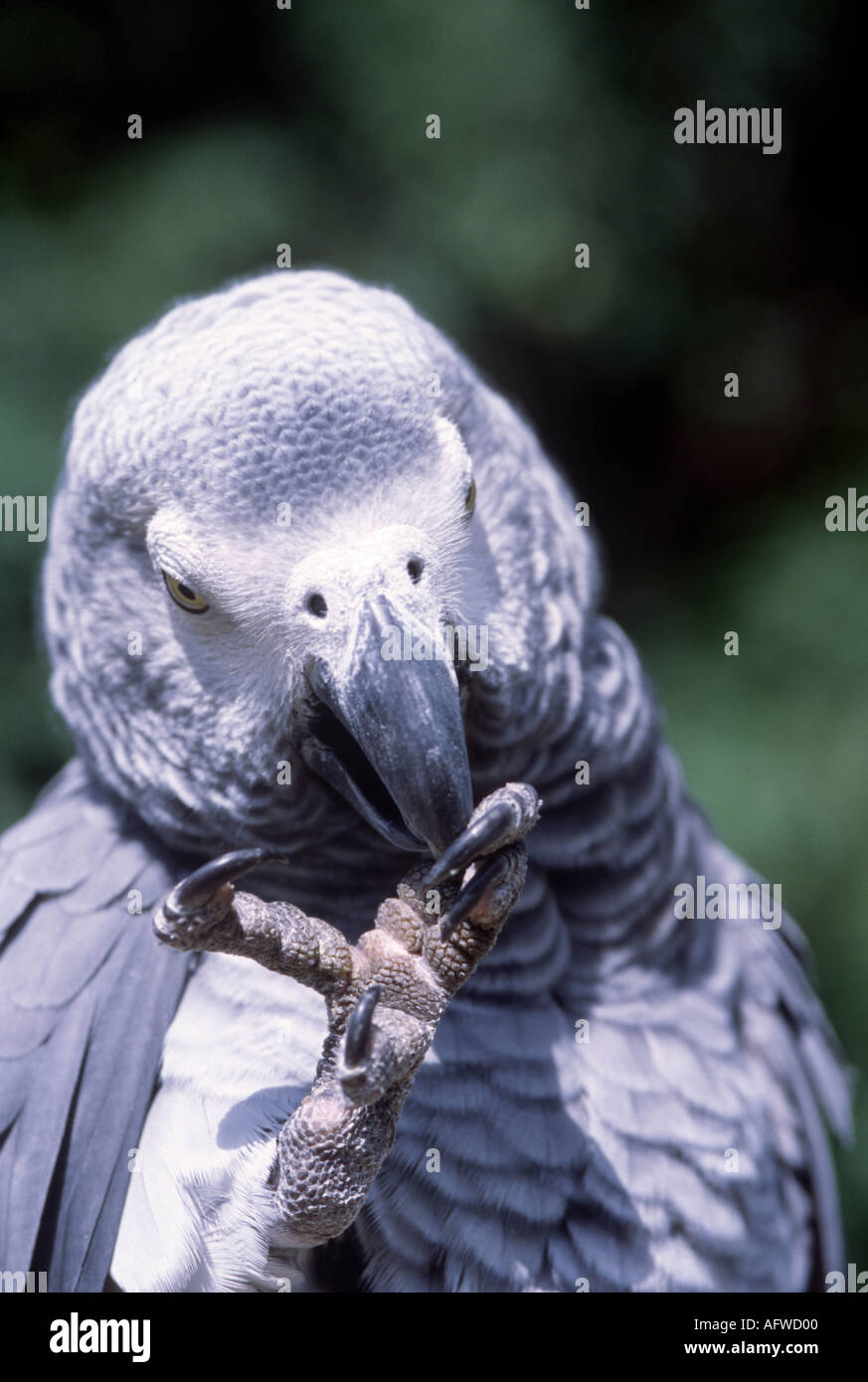 Afrikanisches Grau-Papagei Reinigung Fuß Stockfoto