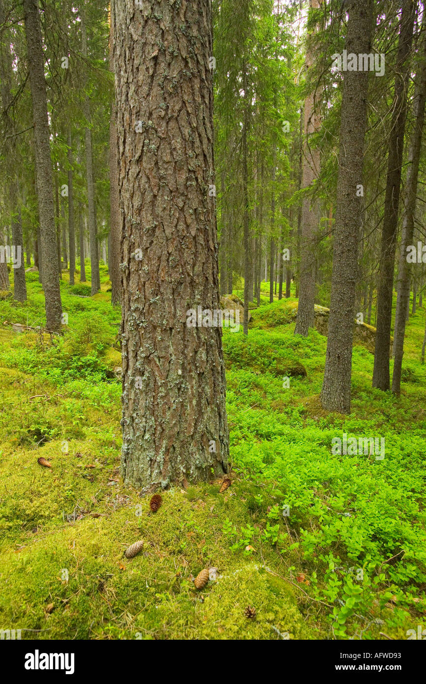 Finnish Forest in der Nähe von Torsby in Värmland Grafschaft Schweden Stockfoto