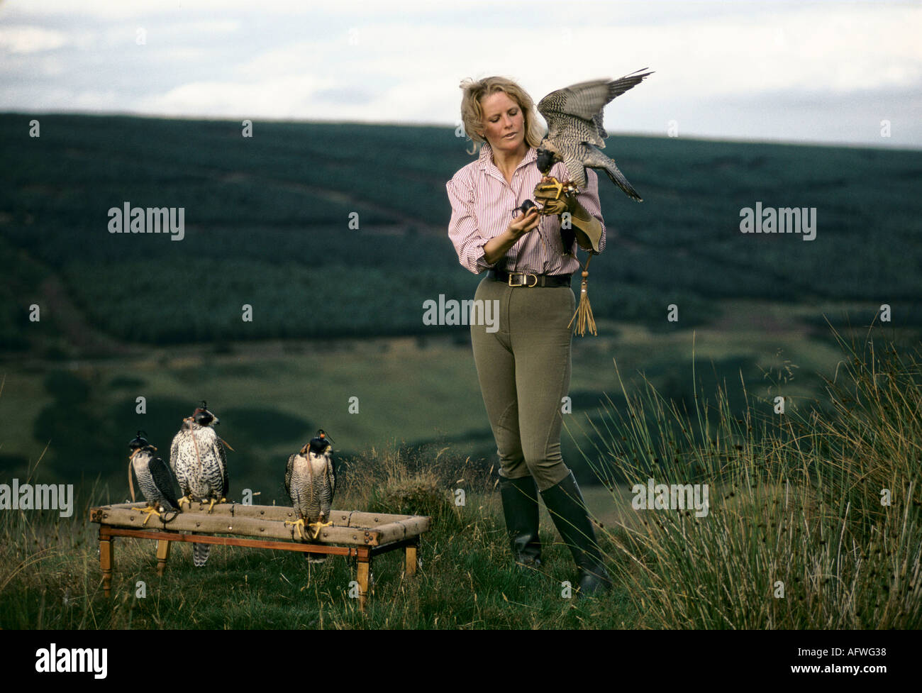 Emma Ford von der British School of Falknerry in Gleneagles Scotland mit Harris Hawk Birds of Prey. 1990ER 1997 UK HOMER SYKES Stockfoto