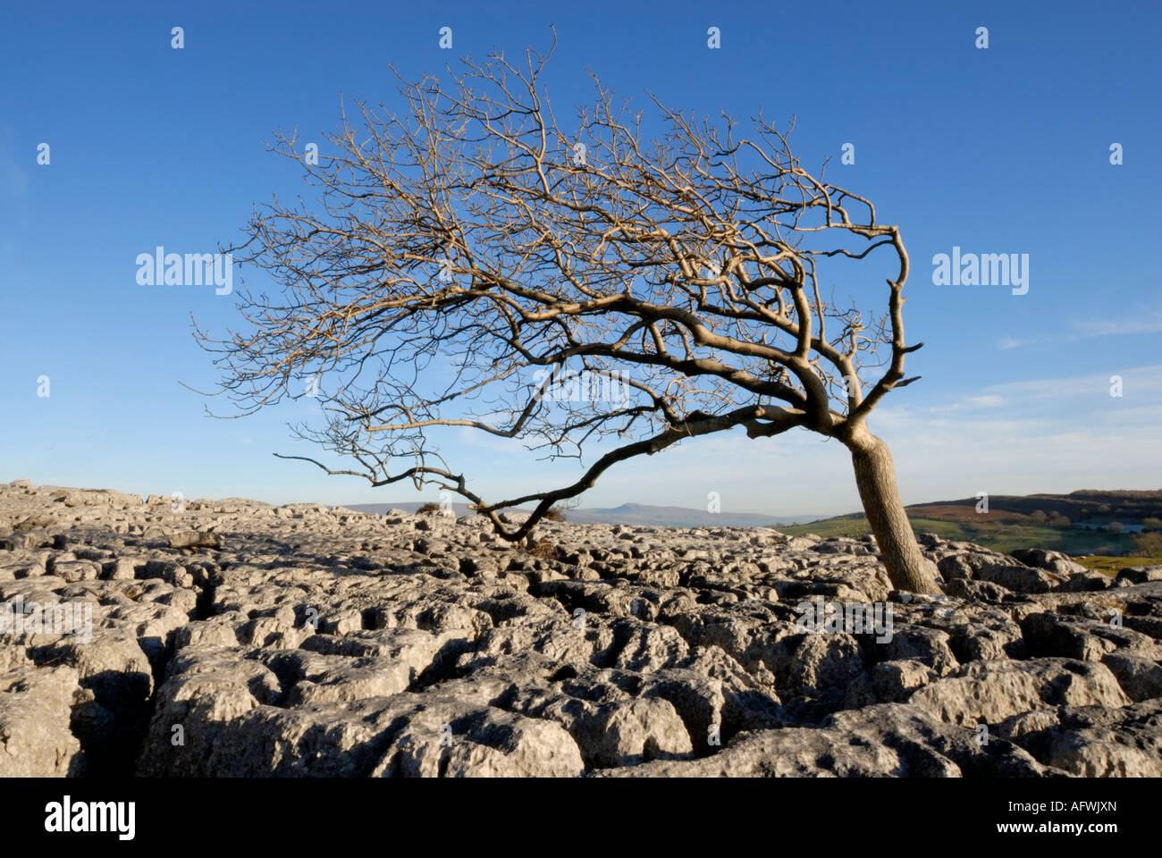 Ein einsamer Baum steht in der felsigen Landschaft der Newbiggin Crags, dessen Äste zum klaren blauen Himmel reichen und die Widerstandsfähigkeit der Natur demonstrieren. Stockfoto