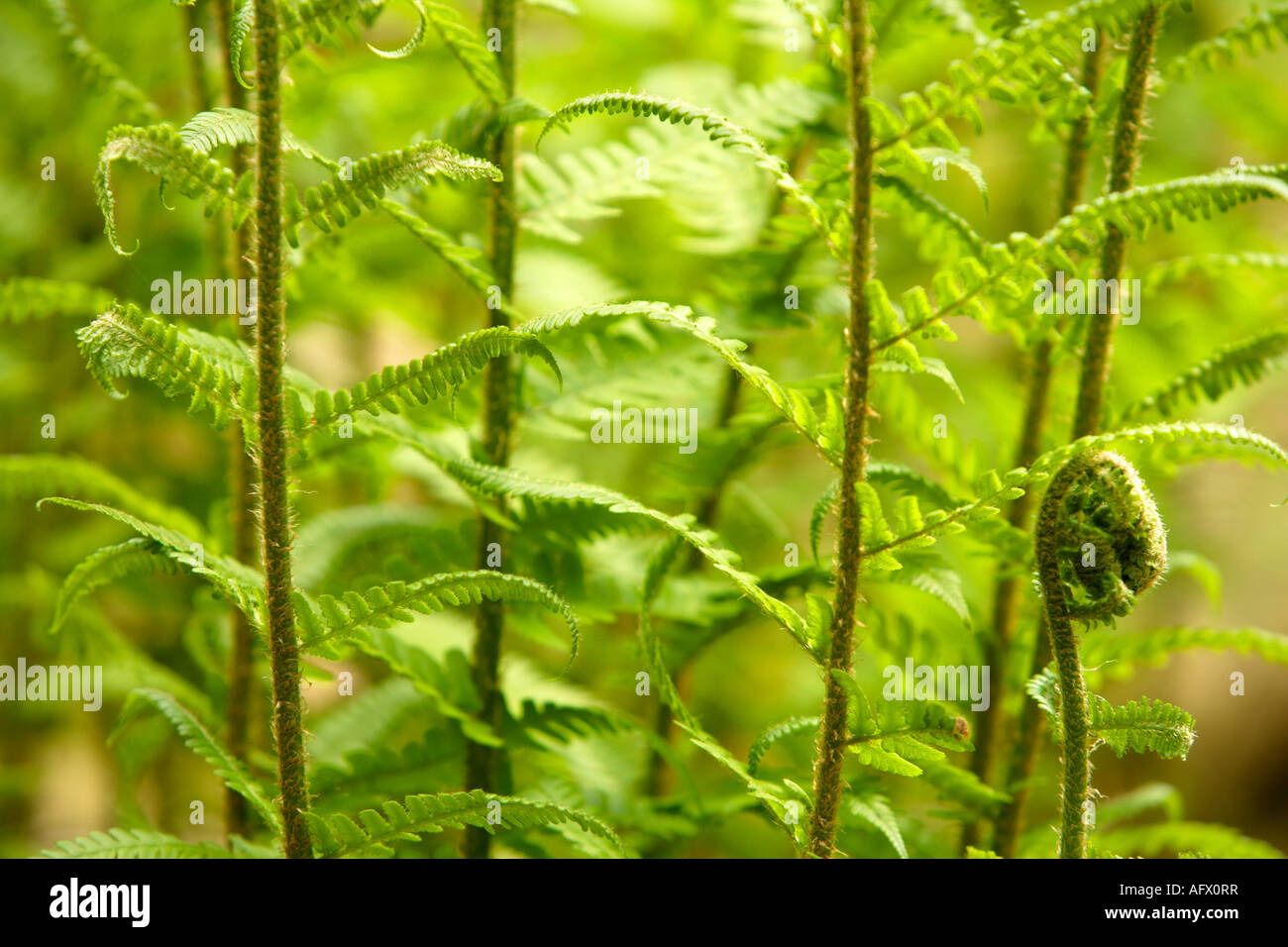 Farn Laub, Fairhaven Wälder und Wassergarten, Norfolk, Großbritannien Stockfoto