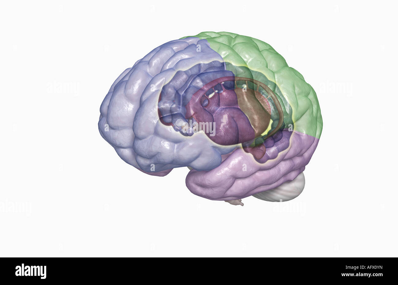 Das limbische system Stockfoto