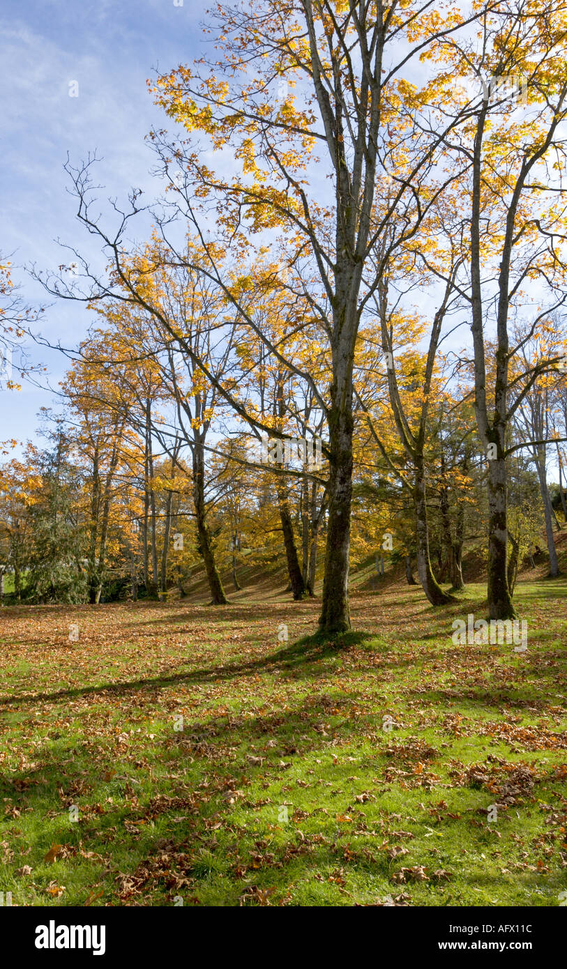 Bäume im Park Bowen zeigt Herbstfarben Nanaimo Vancouver Island in British Columbia Kanada Stockfoto