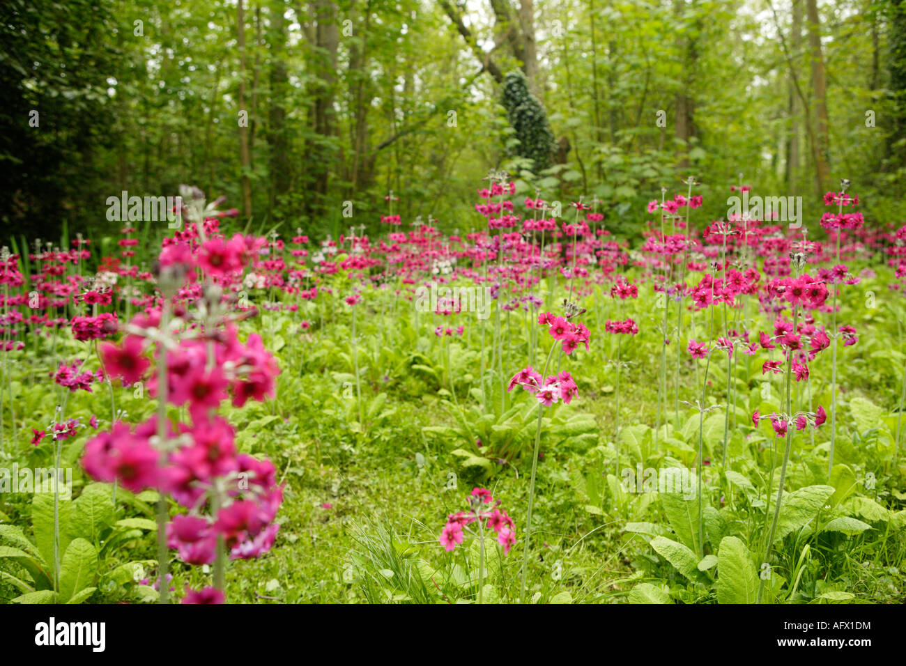 Kandelaber Primeln In voller Blüte, Fairhaven Woodland und Wassergarten, Norfolk, Großbritannien Stockfoto