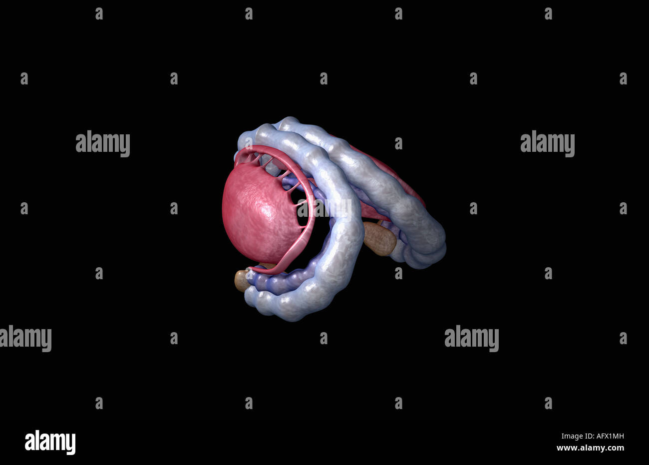 Das limbische system Stockfoto