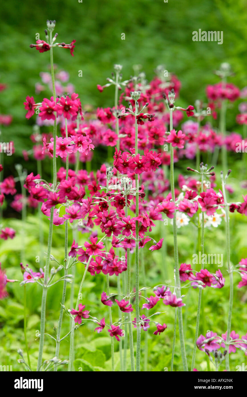 Kandelaber Primula Blumen, Fairhaven Woodland und Wassergarten, Norfolk, Großbritannien Stockfoto