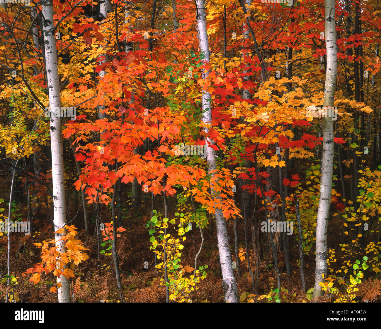 Weiße Birke Betula papyrifera und roter Ahorn Acer rubrum Bäume Herbst Upper Peninsula Michigan USA, von Gary A Nelson/Dembinsky Photo Assoc Stockfoto