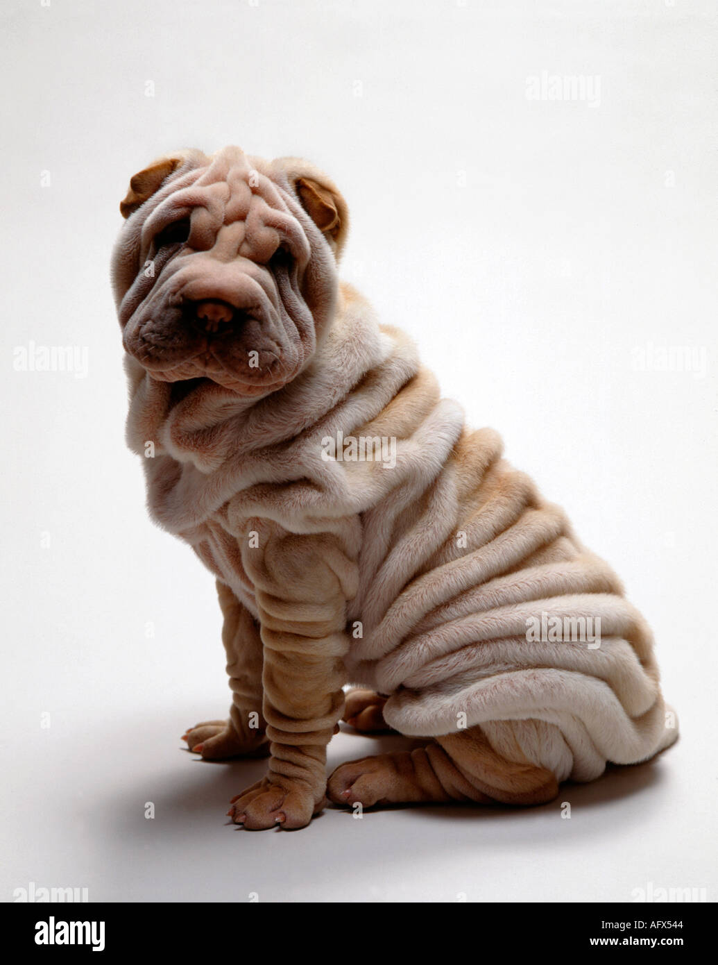 Porträt von Shar pei Welpen, Sharpei, Shar-pei Stockfoto