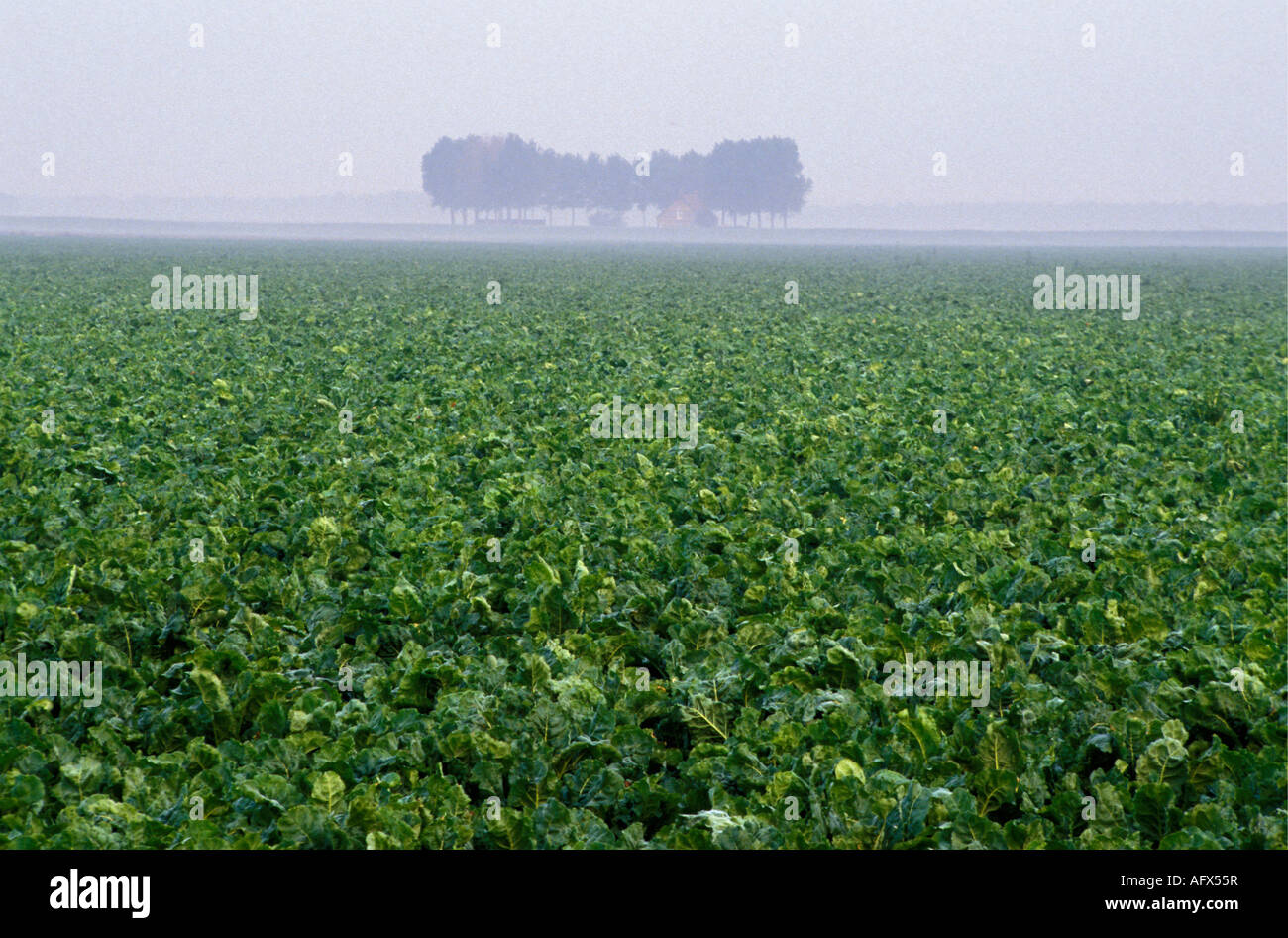 Niederlande Oud Sabbinge Ackerland mit Bäumen und Bauernhof im Hintergrund Stockfoto