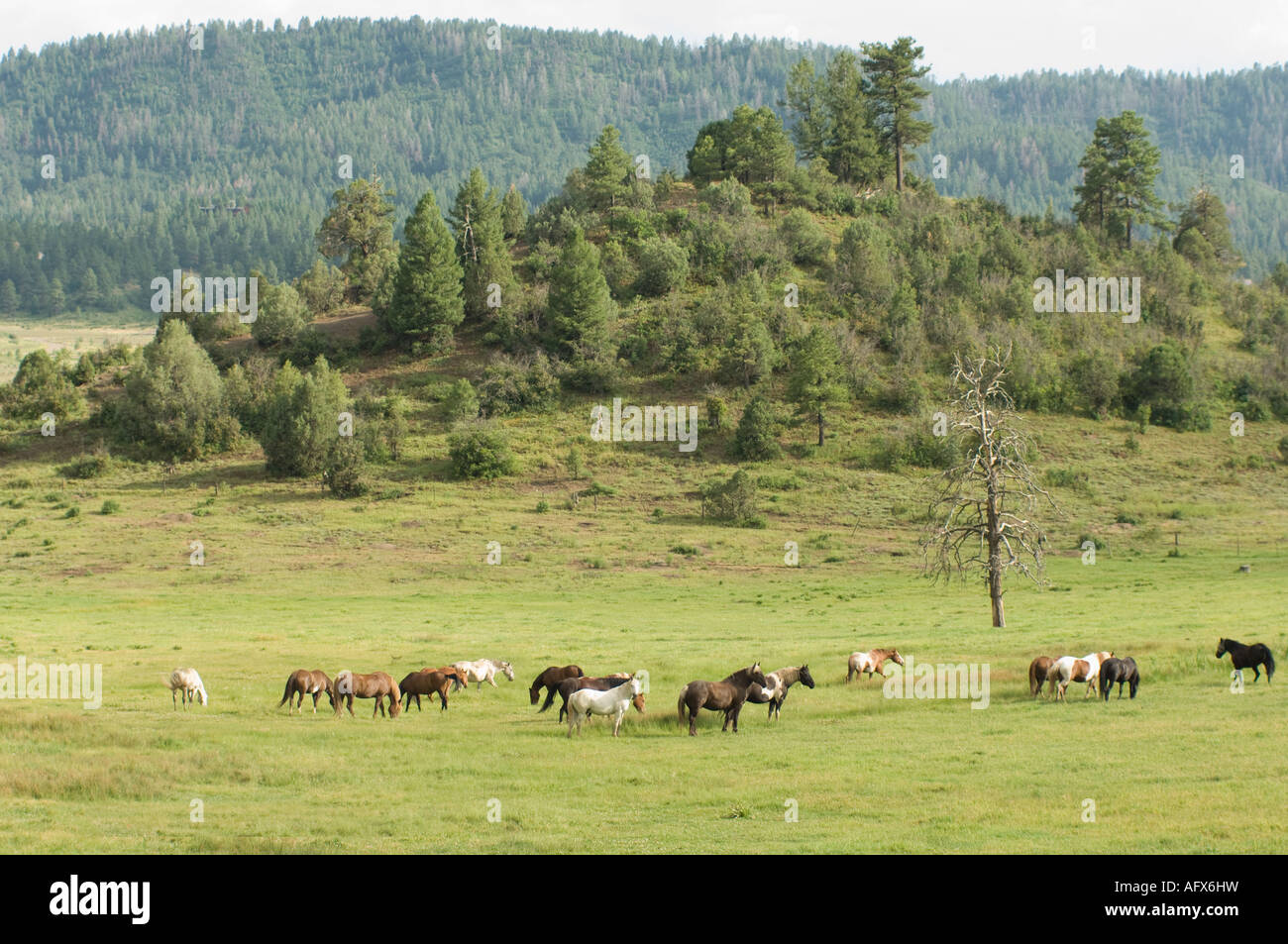 Herde von Pferden laufen frei in der Nähe von Pagosa Springs CO Stockfoto