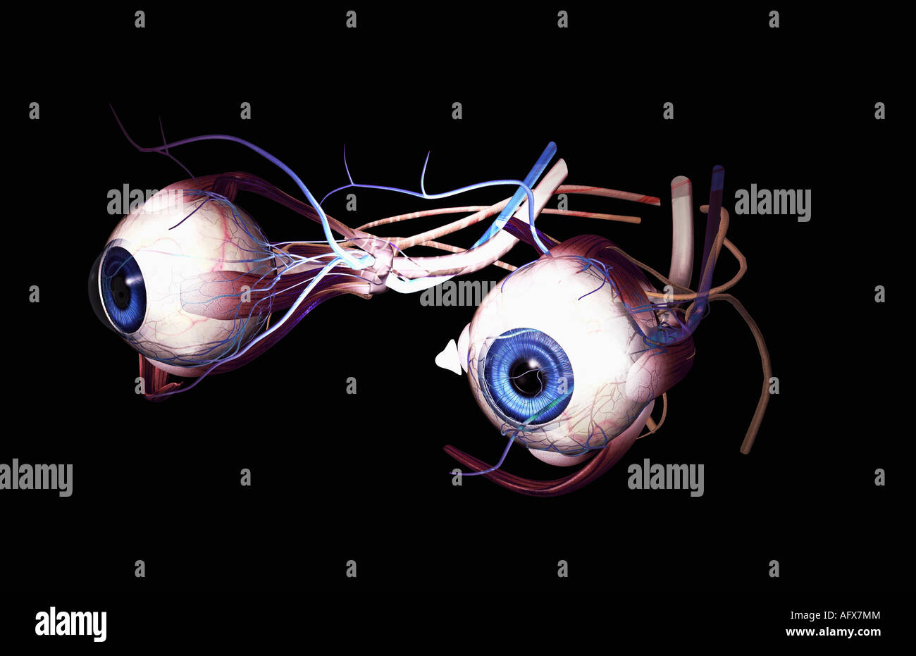 Äußere Anatomie der Augen Stockfoto