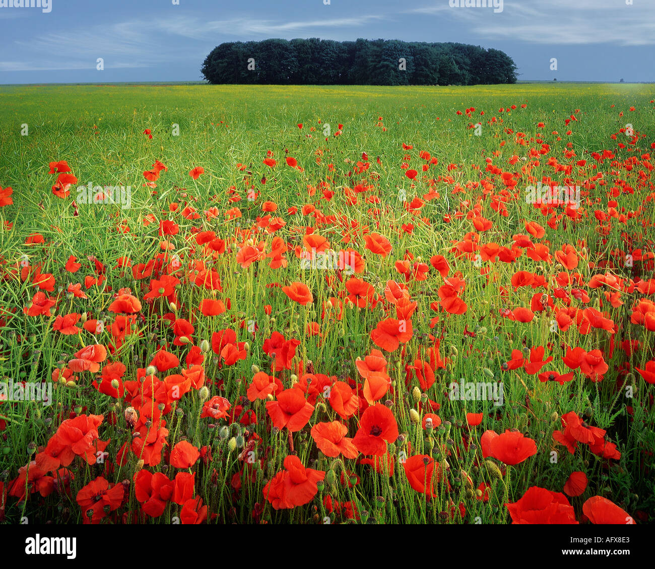 GB - GLOUCESTERSHIRE: Bereich der Mohn in den Cotswolds Stockfoto