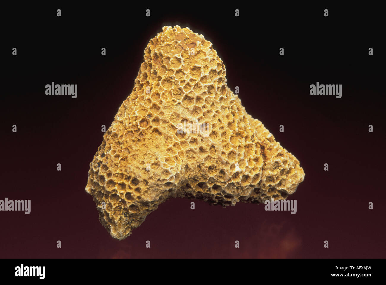 Horn fossile Koralle Favosites cristatus Stockfoto