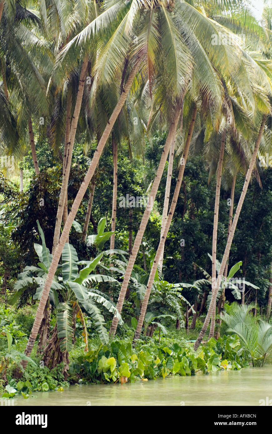 Philippinen-Bohol Loboc River Visayas Stockfoto