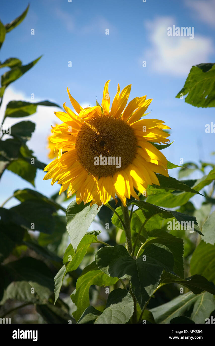 Sonnenblume wächst skywards Stockfoto