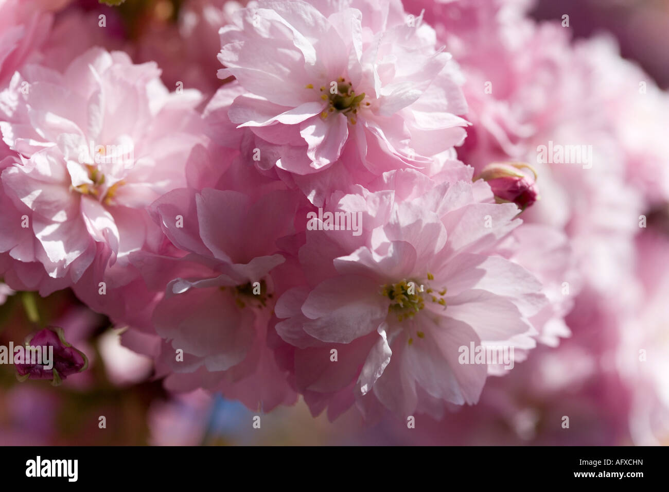 Nahaufnahme der Kirschblüte im Frühling Stockfoto