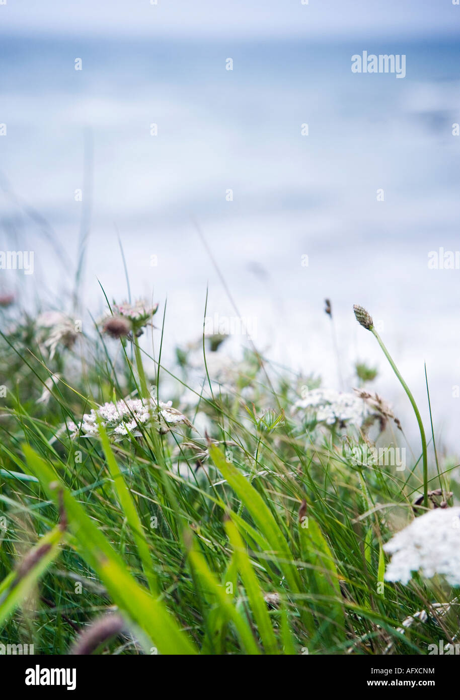 Wildblumen erschossen auf einer Klippe in Süd-west England mit einem Weichzeichner Seelandschaft Hintergrund Stockfoto