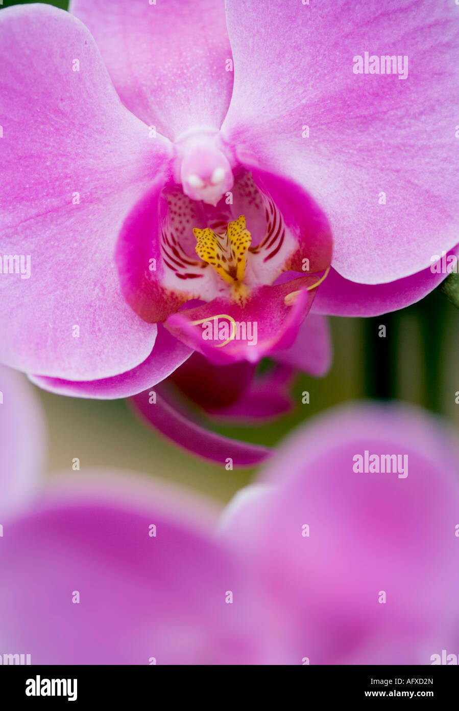 Rosa Orchidee Blume im detail Stockfoto