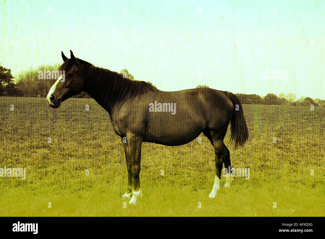 Pferd Foto/illustration Stockfoto