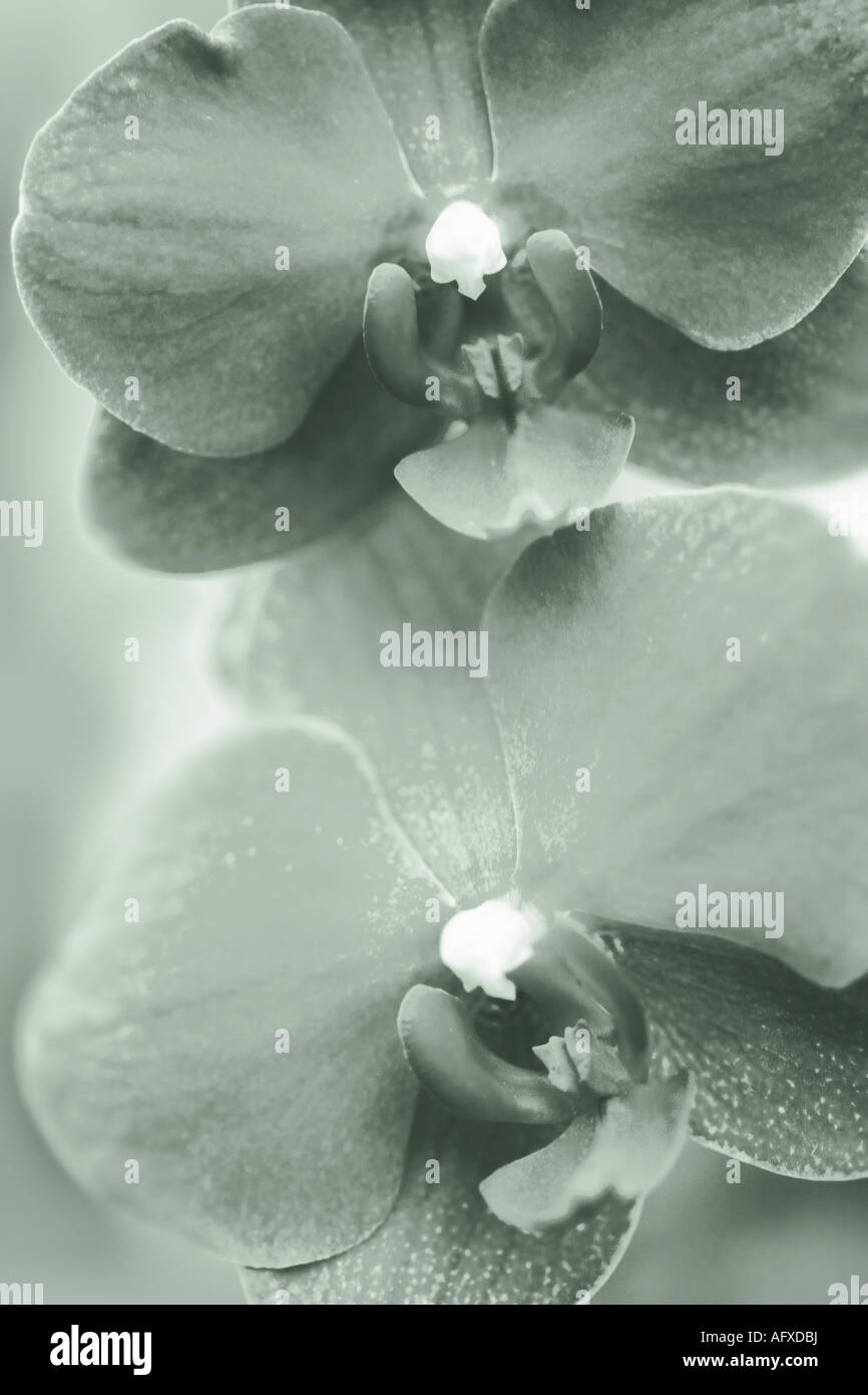 Schwarz-weiß-Aufnahme von Orchideen Stockfoto