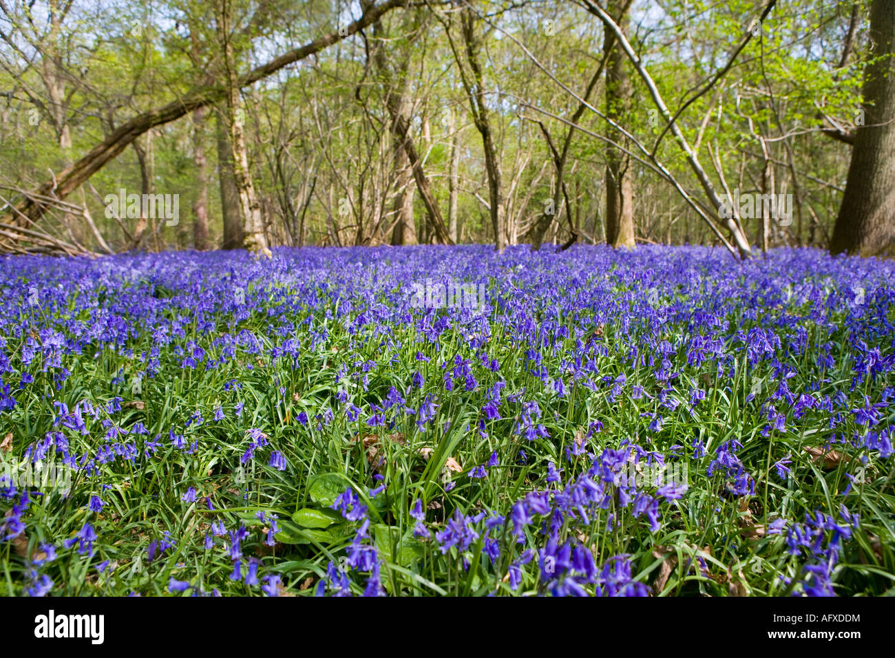Bluebell Woods im Frühjahr in England gedreht. Stockfoto