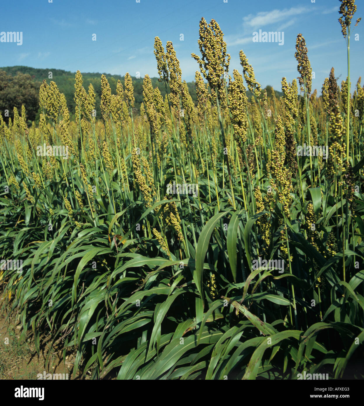 Reifenden Getreide Hirse Ohren gegen blauen Himmel Tennessee USA Stockfoto