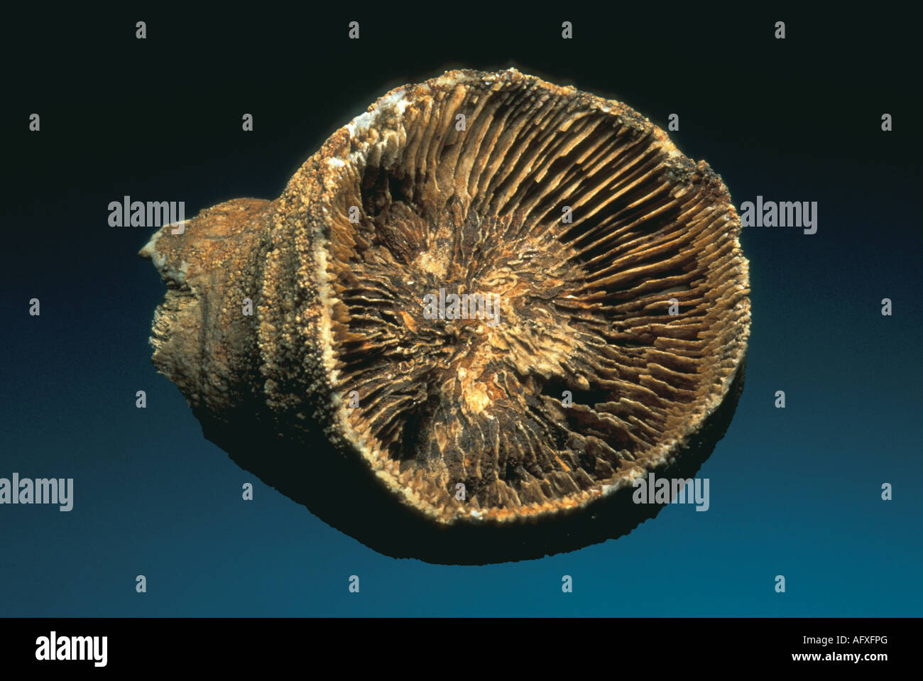 Horn Coral fossilen Enallophrentis inflata Stockfoto