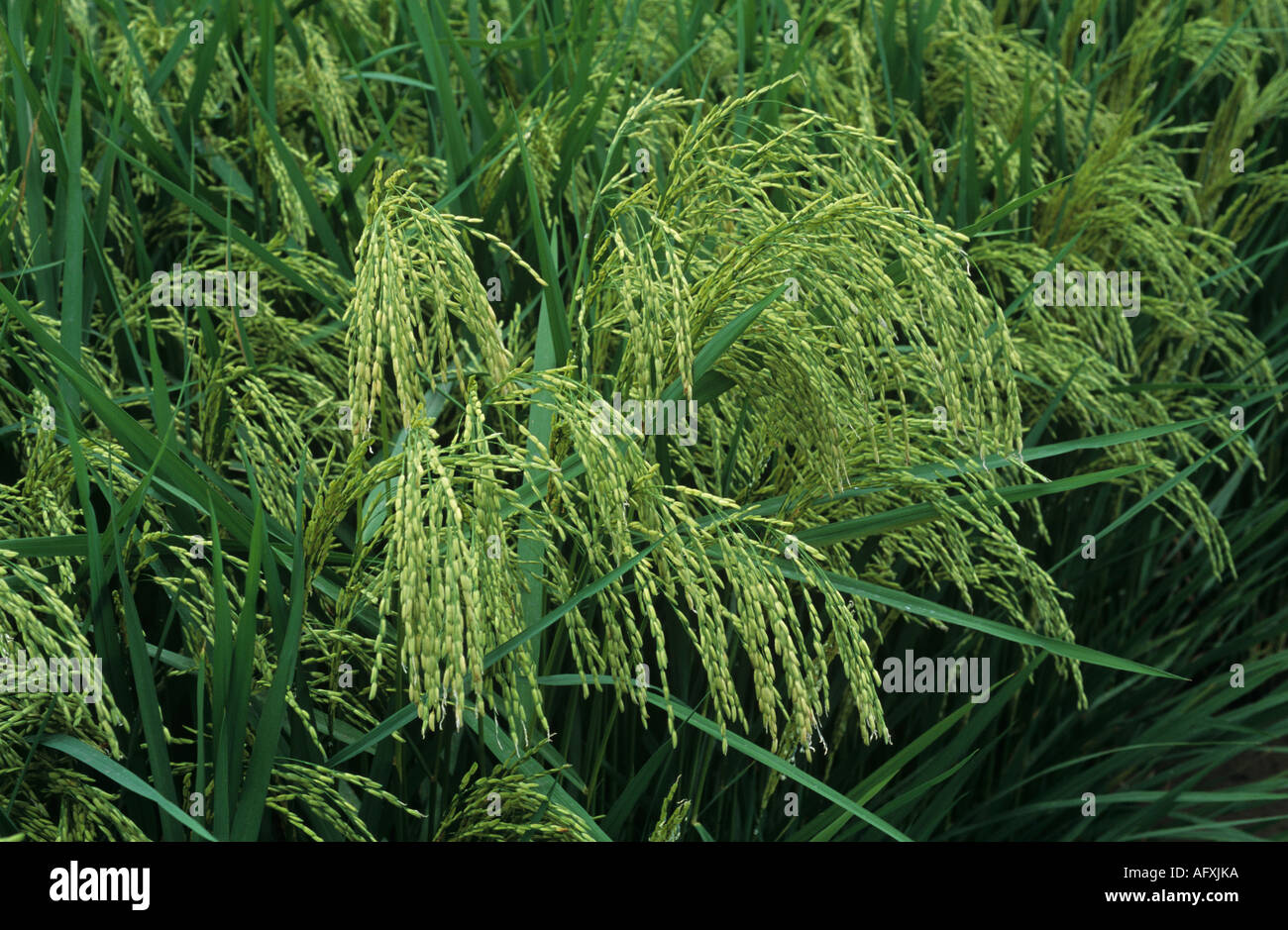 Paddy-Reis-Ernte in grünen Ohr Luzon Philippinen Stockfoto