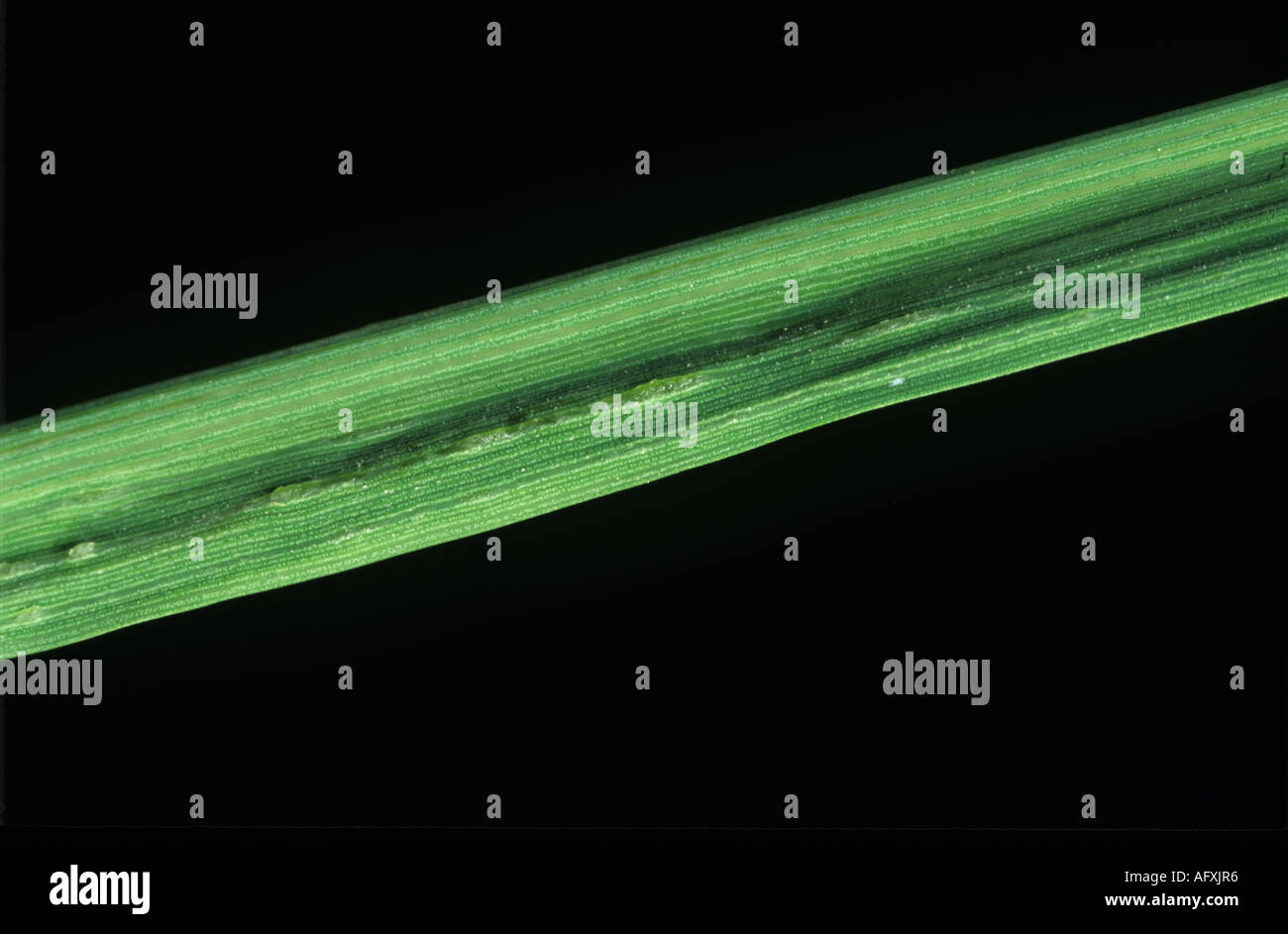 Zerlumpten Stunt Virus Gallen an Reis Blatt durch geschwollenen Phloem Zellen verursacht Stockfoto
