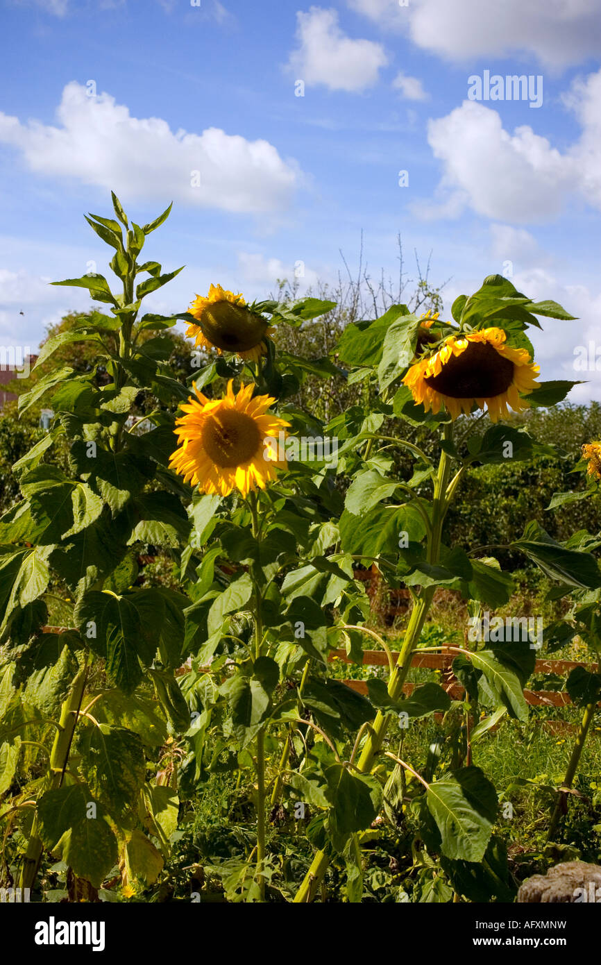 Sonnenblumen wachsen skywards Stockfoto