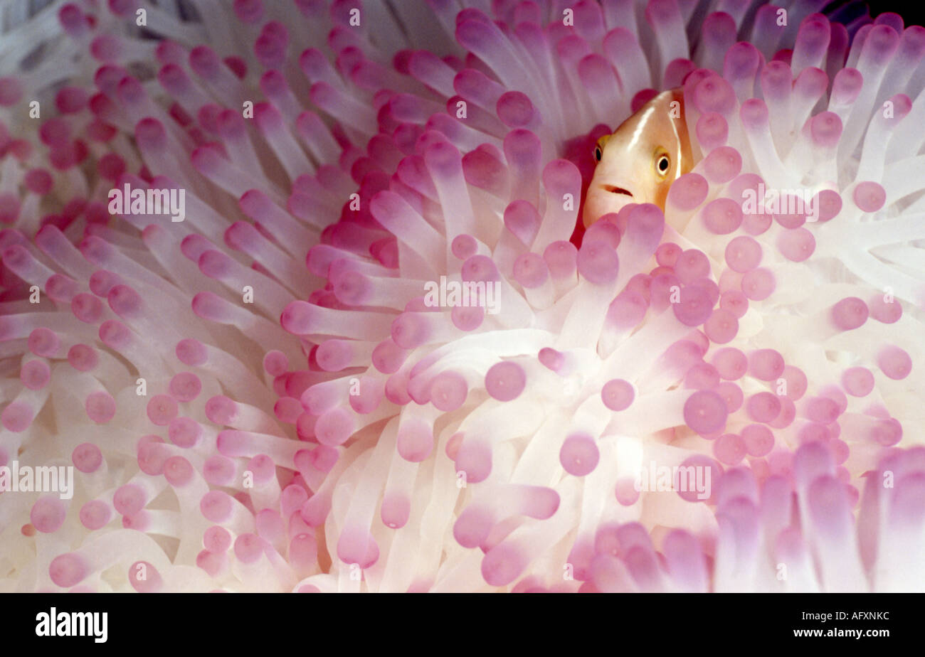 Rosa, Anemonenfische (Amphiprion Perideraion) peeping aus gebleichtem Tentakeln der herrlichen Meeresanemone (Heteractis Magnifica). Stockfoto