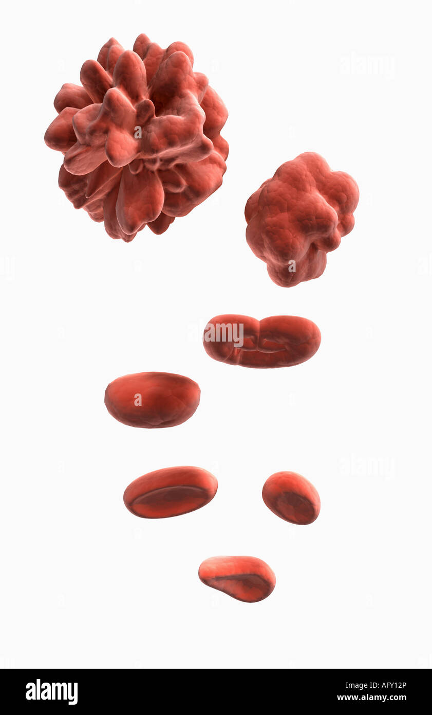 Knochenmarkzellen Stockfoto